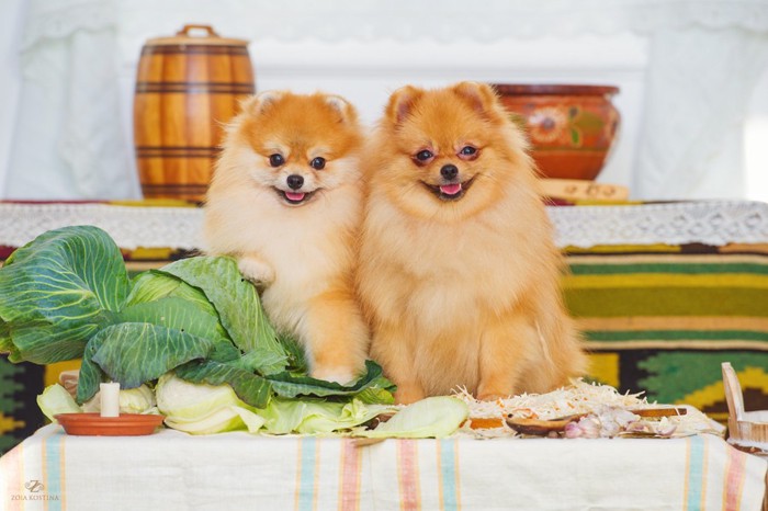 犬と飼い主