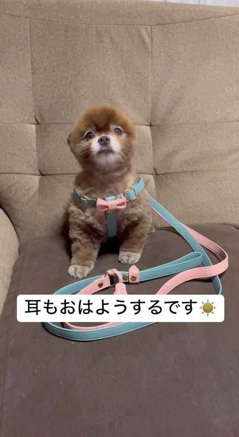 ソファーに座って飼い主を見上げる犬