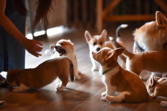 室内で過ごすコーギーの赤ちゃん