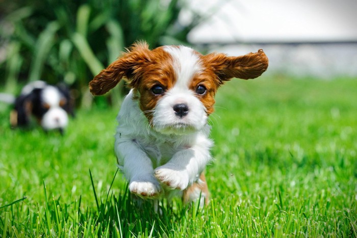 走る子犬