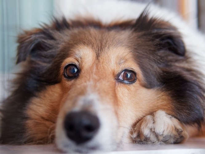 寂しそうな表情をした犬