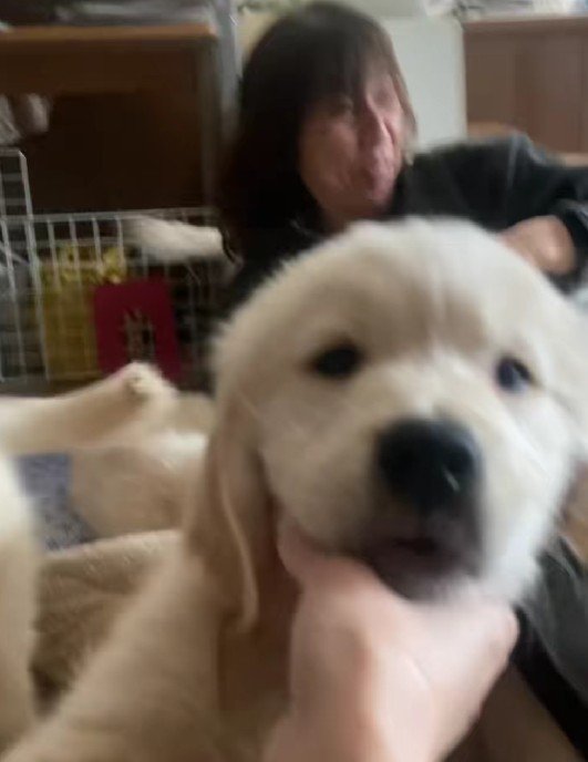 四方八方にパピーの姿が…