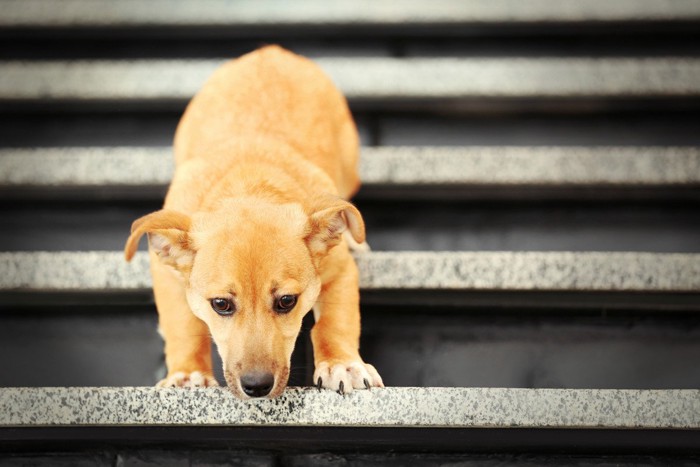 階段を恐る恐る下りる犬