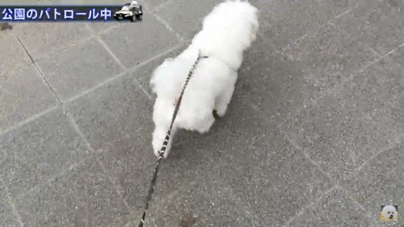 犬後姿