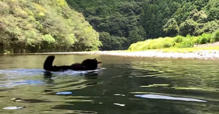 泳いでいるような姿の犬2