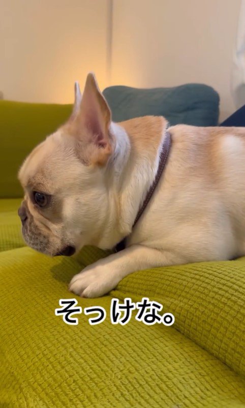 ちはやちゃん＆いろは君の外出時と帰宅時の反応4