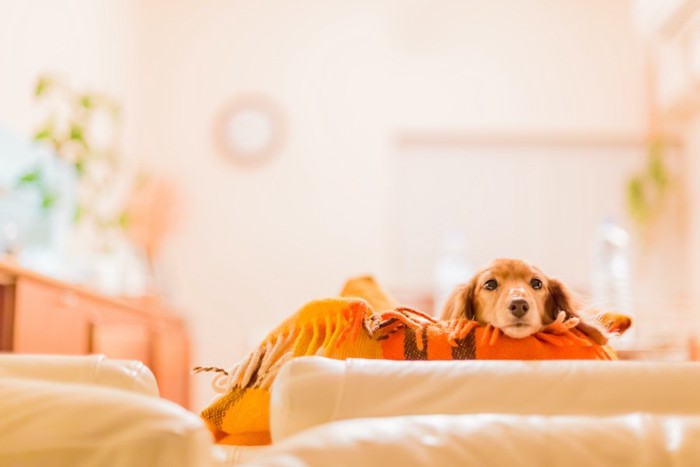 清潔そうな部屋でくつろぐ犬