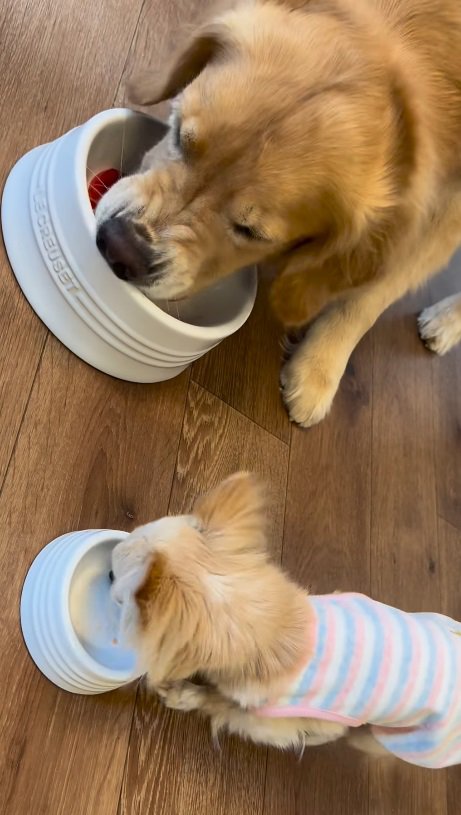 フロルちゃんが完食！