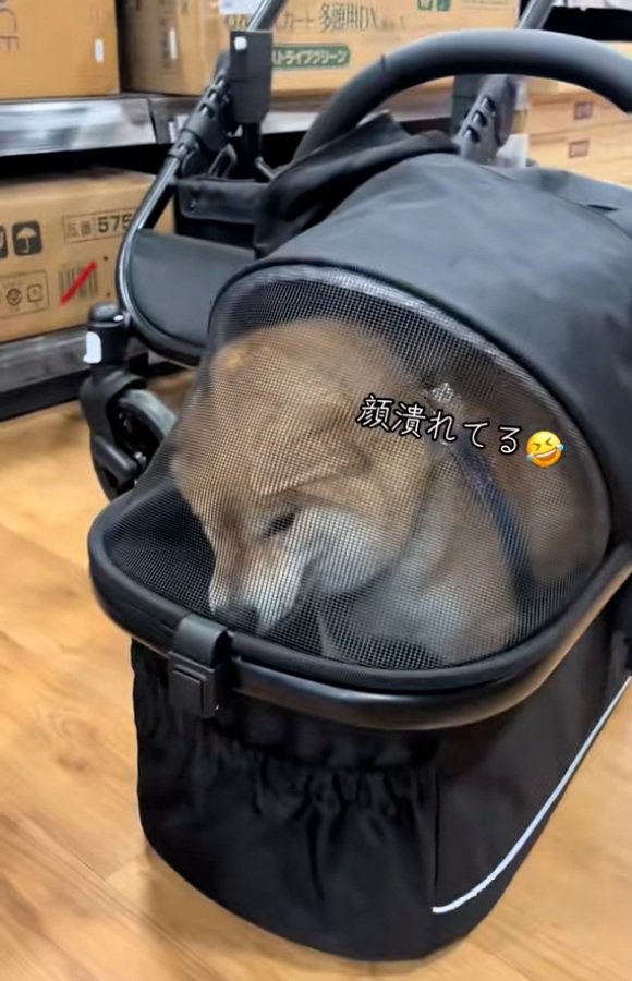 顔がつぶれたりんちゃん