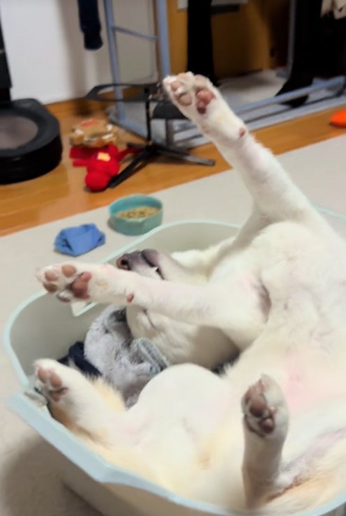 洗濯カゴの中でバンザイする柴犬