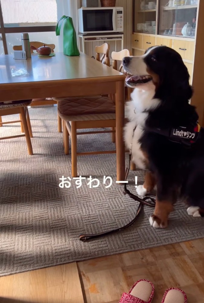 お座りする犬