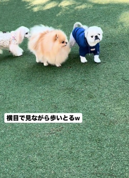 横目で見る犬1