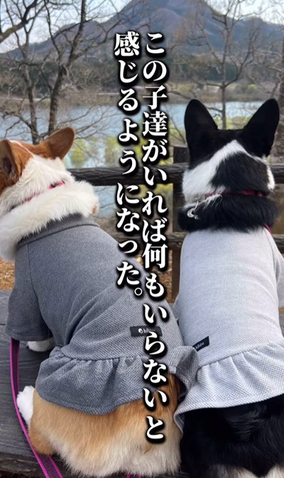 犬を迎えて良かったこと