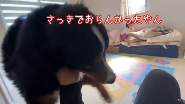 向かってくる大型犬