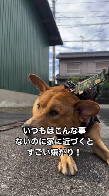 地面に踏ん張ってそっぽを向く犬2