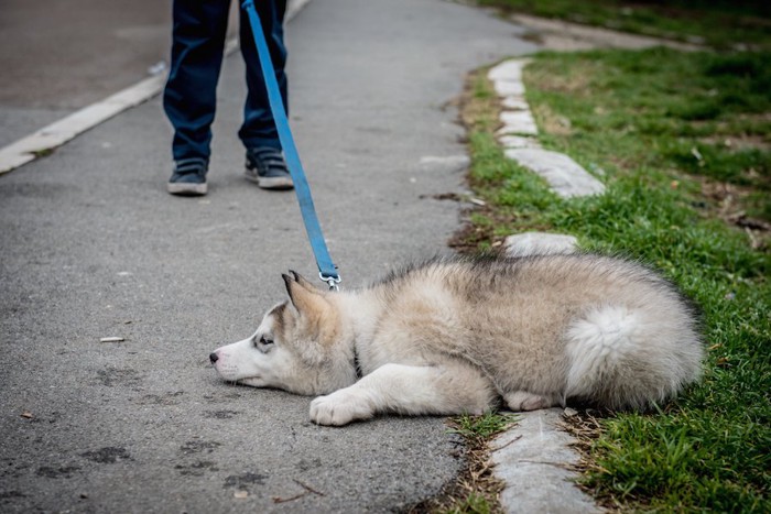 散歩中に道端でばてるハスキー犬