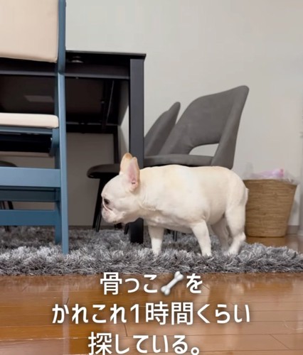 おやつを探す犬