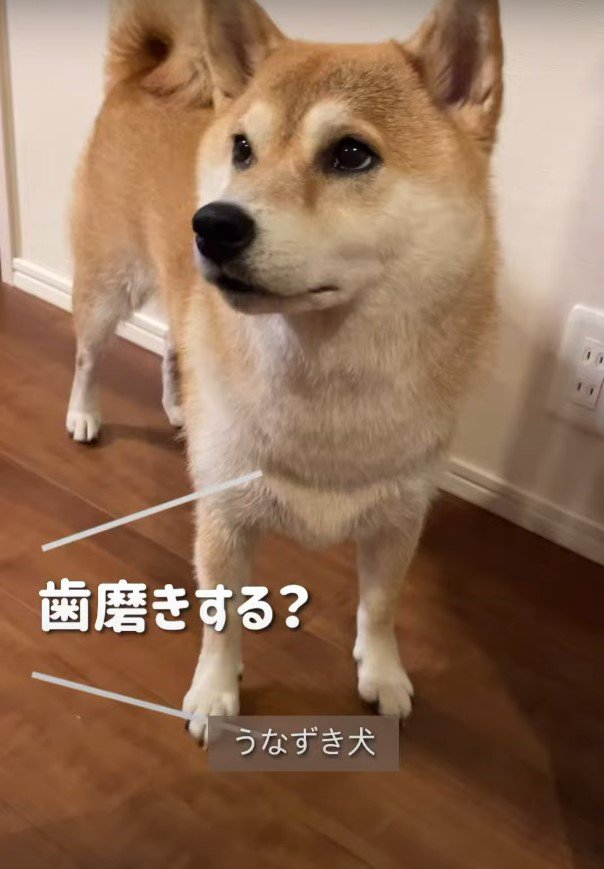 歯磨きする？と聞かれる犬