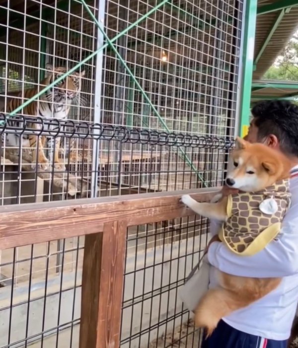 顔をそむける犬2