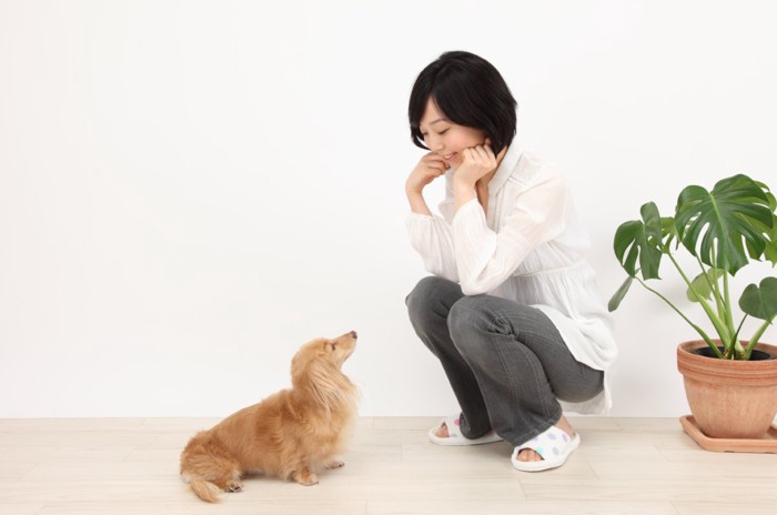 女性を見上げる犬