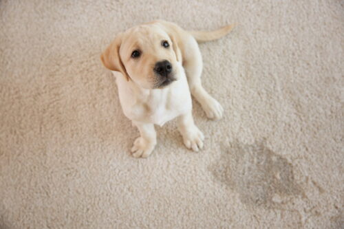 トイレに失敗する犬