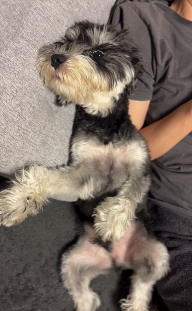 寝転がる犬1