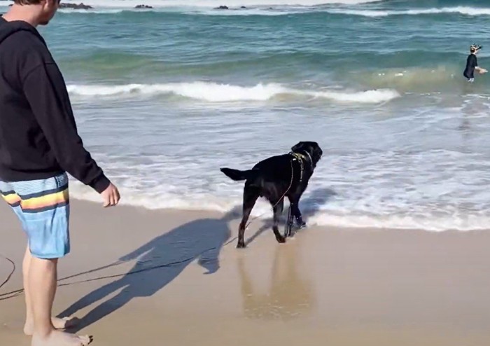 海に向かう犬