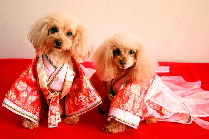 十二単を着た2匹の犬