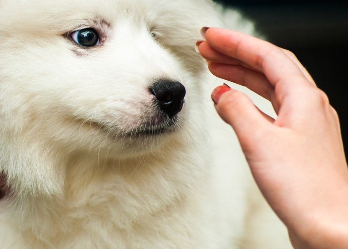 犬と手