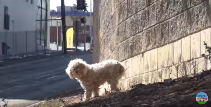 遠まきに人を見る犬