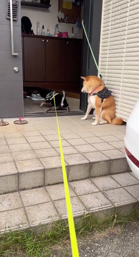 男性の家の玄関に入る黒い犬