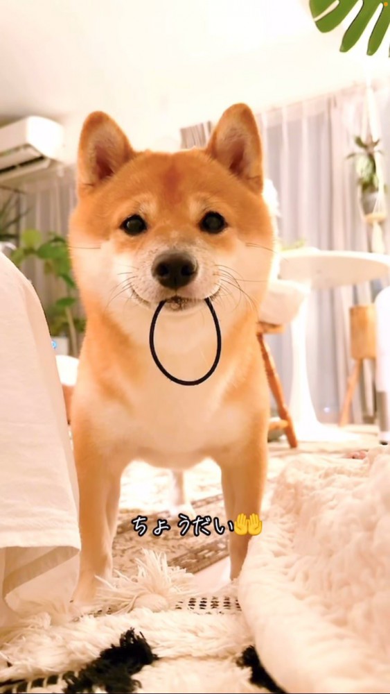 ゴムを咥えてもってくる豆柴