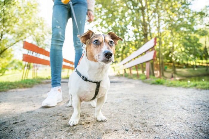 散歩中の女性と犬