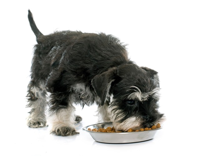 食器からフードを食べるミニチュア・シュナウザーの子犬