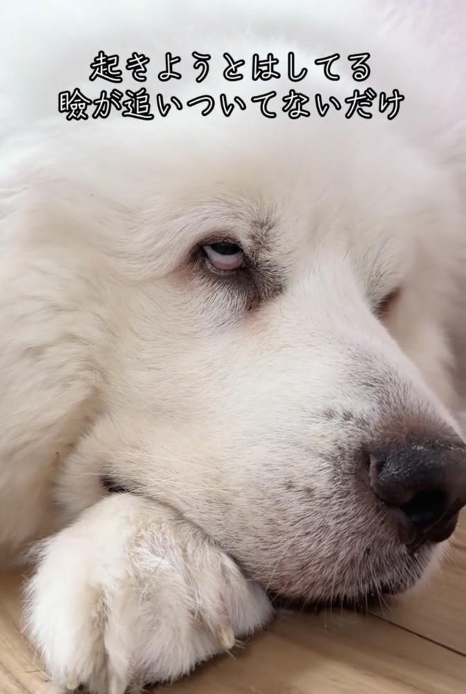 白目を見せながら目を開ける犬