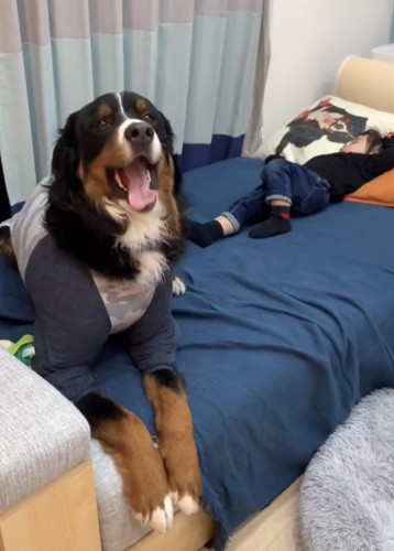 女の子の足元でふせをしてニコニコ笑う大型犬