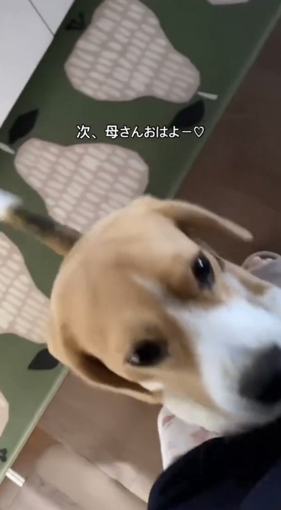 人に甘える犬
