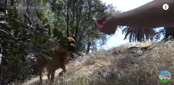 茂みから出て来る犬