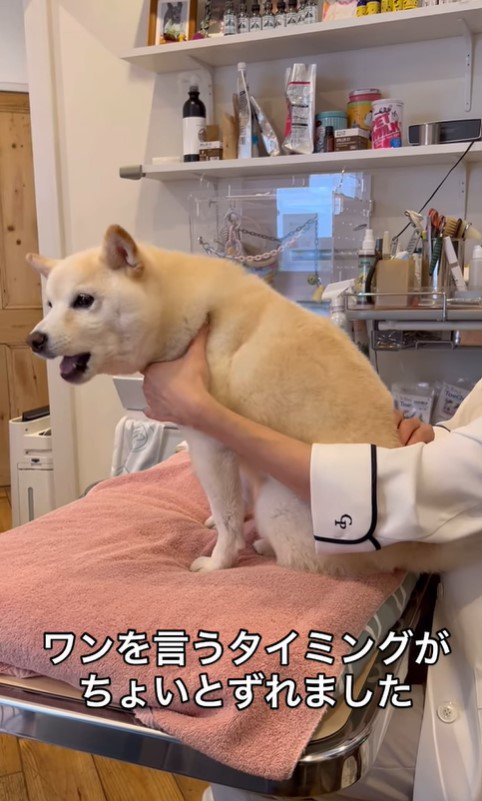 鍼治療を受けるココちゃん4