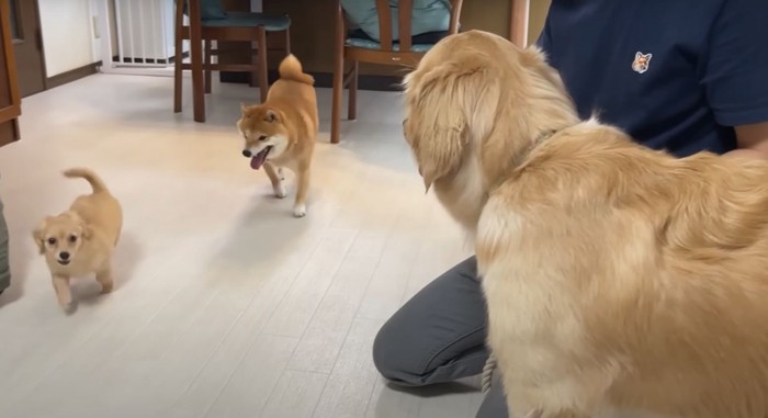 柴犬と追いかけっこをする子を見るゴールデン