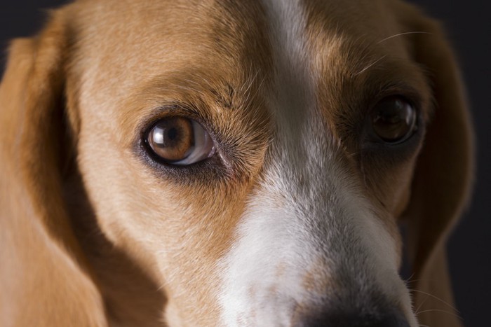 不安な目でこっちを見つめるビーグル犬