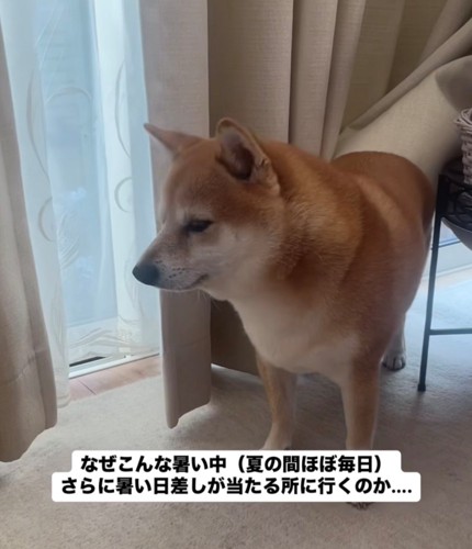 カーテンから出てくる犬