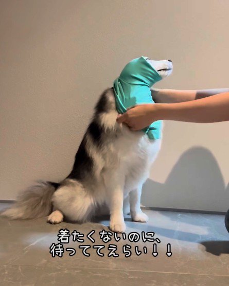 なんだかピタピタ…?