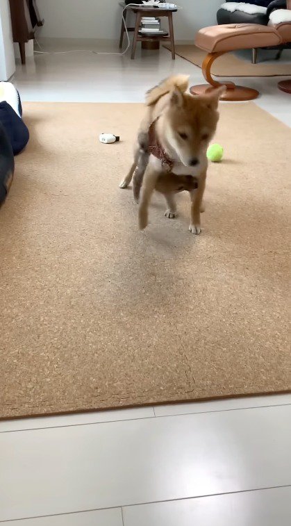 お姉ちゃん犬の足にじゃれつく子犬