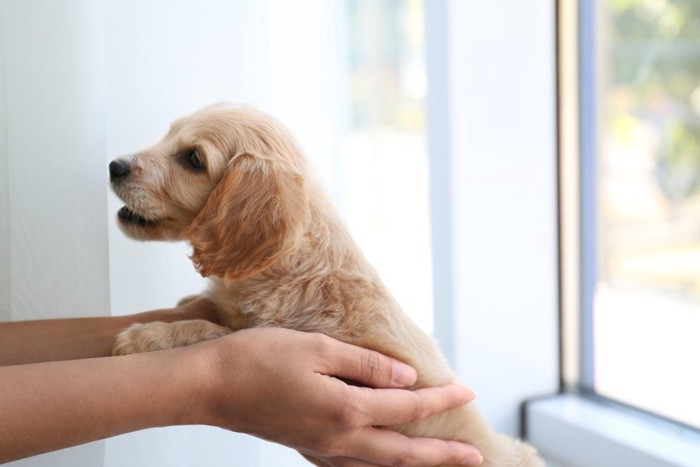 抱き上げられる子犬