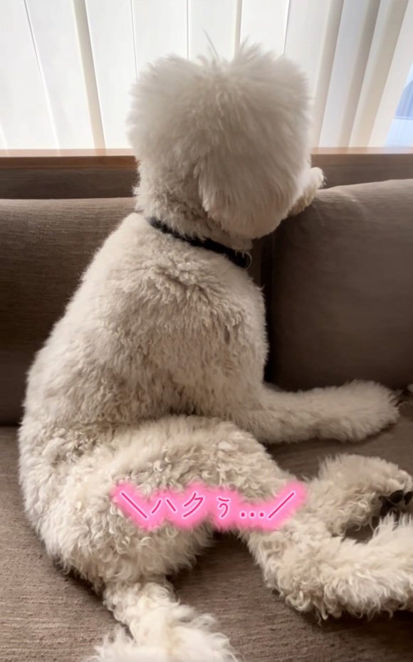 何度も呼び掛ける飼い主さん