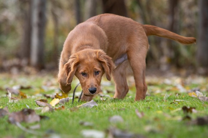 地面のにおいを嗅ぐ茶色の子犬