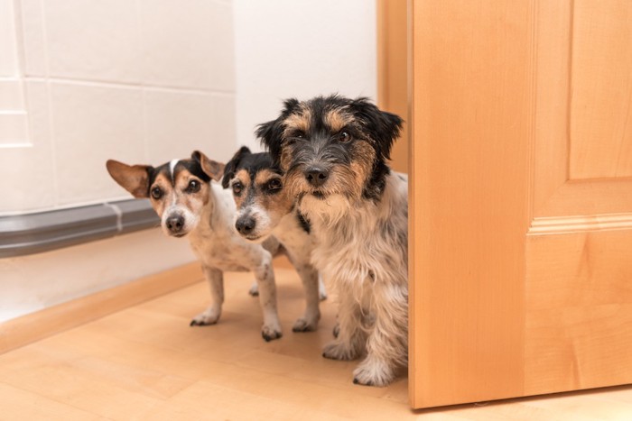 ドアを開けてこちらに来る3匹の犬