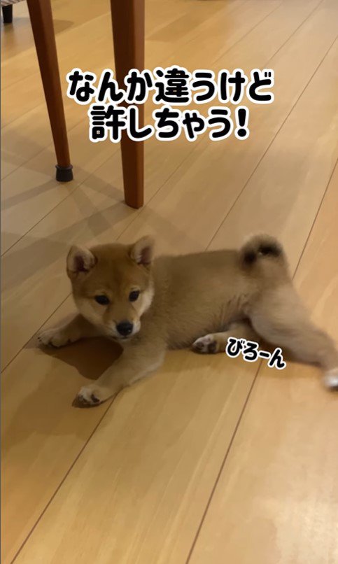 むぎちゃんのふせ⑩