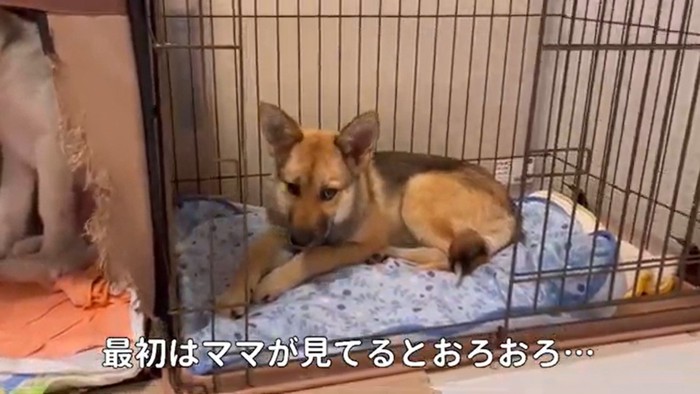 愛子ちゃんが家庭犬になるまで4